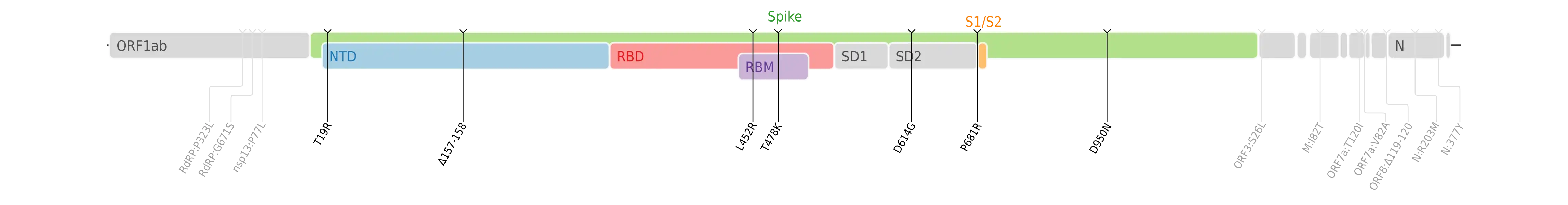 Amino acid mutations of SARS-CoV-2 Delta variant plotted on a genome map of SARS-CoV-2 with a focus on Spike[40]