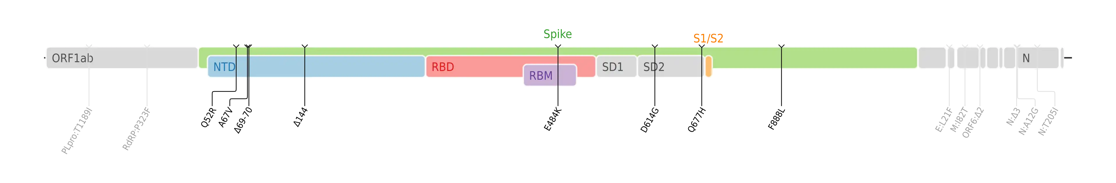 Amino acid mutations of SARS-CoV-2 Eta variant plotted on a genome map of SARS-CoV-2 with a focus on the spike.[5]