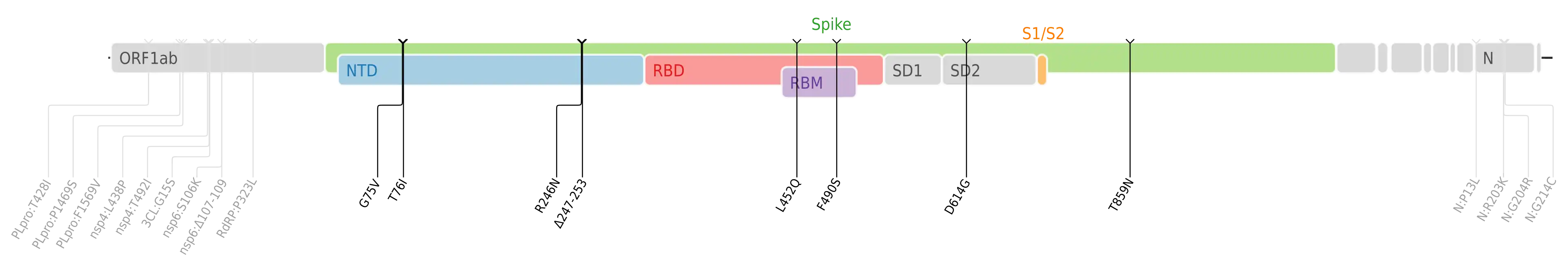 Amino acid mutations of SARS-CoV-2 Lambda variant plotted on a genome map of SARS-CoV-2 with a focus on the spike.[13]