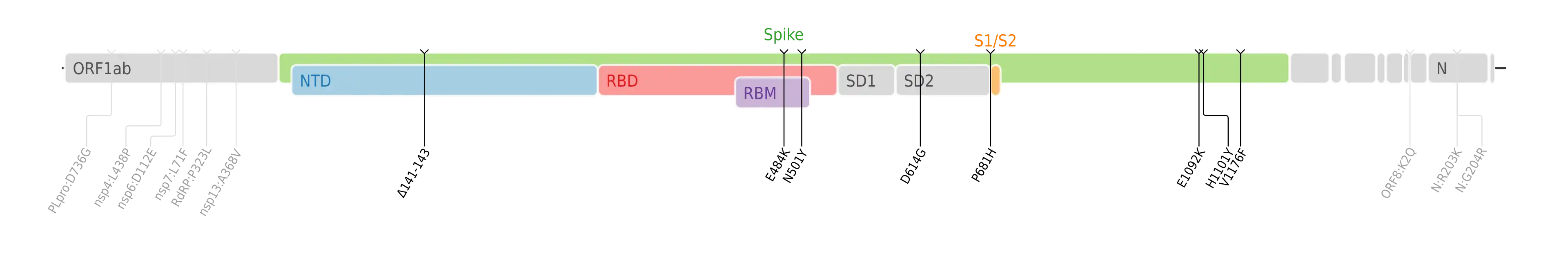 Amino acid mutations of SARS-CoV-2 Theta variant plotted on a genome map of SARS-CoV-2 with a focus on the spike.[7]