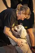 A Poodle receiving a hug
