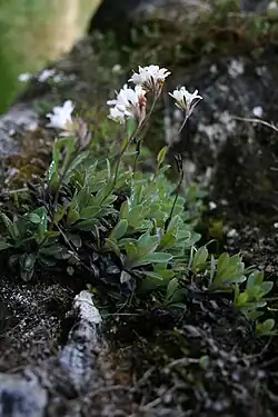 Plants growing on rock
