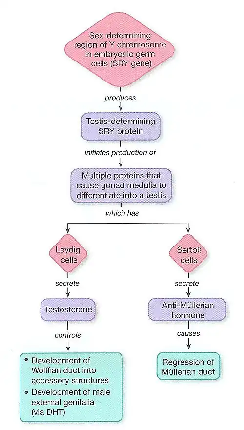 Figure One: The mesonephric System Pathway [10]
