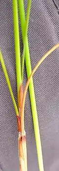Base of flowering stem (culm)