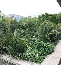 A naturalistic planting of Sabal minor outside the National Air and Space Museum in Washington, D.C.