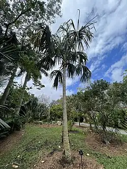 Sabal mauritiiformis