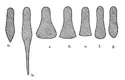 Sabatons' shape evolution by Wendelin Boeheim: 1290–1390 1300–1490 1500–1530 1530–1540 1540–1550 1550–1560 1560–1590