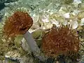 Sabella spallanzanii