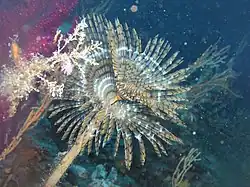 S. spallanzanii