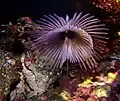 Sabellastarte sp. (feather duster worm)