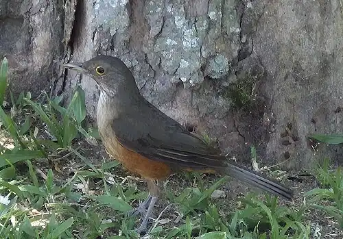 In Brazil