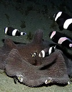 A group of saddleback anemonefish over Stichodactyla haddoni from East Timor.