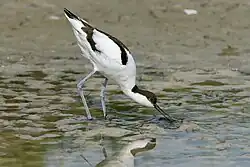 Adult feeding