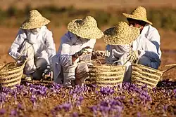 Crocus farming