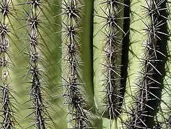 Needles, Paradise Valley, Arizona