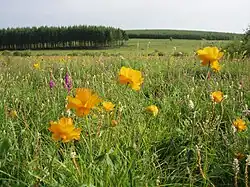Grassland in Saihanba.