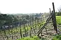Vineyard.