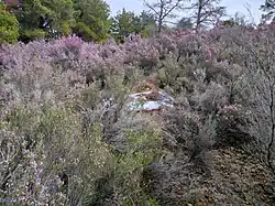Saint Silouan's bench on Mount Athos in 2025
