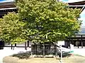 Sakon no Sakura, Cherry blossom tree on the right side.