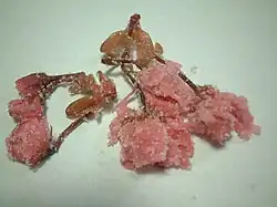 Pickled blossoms