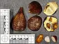 Salak and its seed