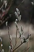 Female plant