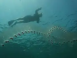 Salps arranged in chains form huge swarms.[167]