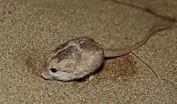 Brown jerboa