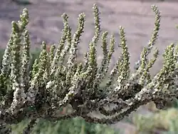 Salsola imbricata in Eilat, Israel