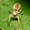 Female
