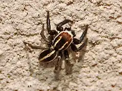 P. bresnieri