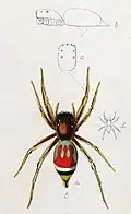 original drawing of female by O. Pickard-Cambridge