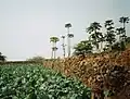 Field with drip irrigation in Salto.