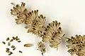 Salvia apiana dried flower - MHNT