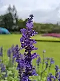 Flower in Indonesia
