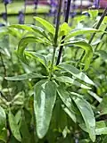 Leaves