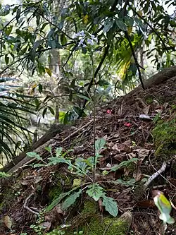Whole plant