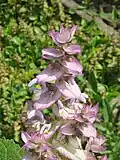 Plant of Salvia sclarea