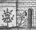 Drawing from the Florentine Codex showing a S. hispanica plant