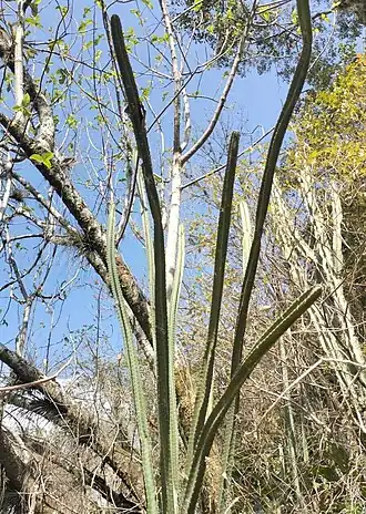 Habitat in La Convención, Peru
