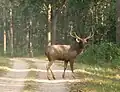 Sambar male with longer horn