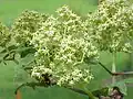 Sambucus racemosa flowers