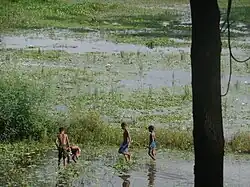 A shallow wetland in Atgharia Upazila