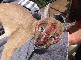 An injured caracal