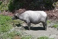 Carabao