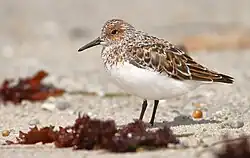 Sanderling in Monterey, California