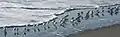A flock displaying their distinctive behaviour of running with the ebb and flow of waves (while feeding). Willapa Bay, near Tokeland, Washington.