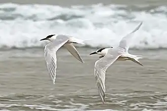 Sandwich terns in flight