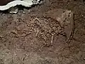 The "Sandy" specimen of Diplocaulus (WMNH)