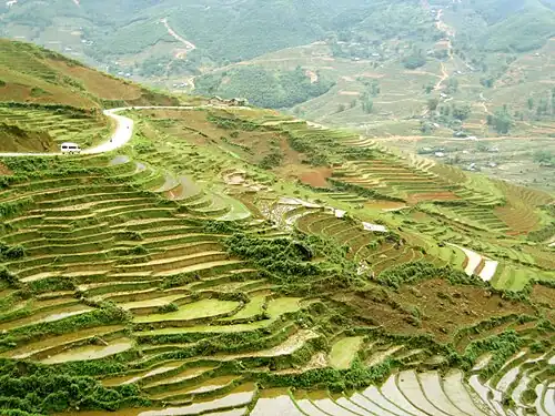 Rice terraces in Sa Pa